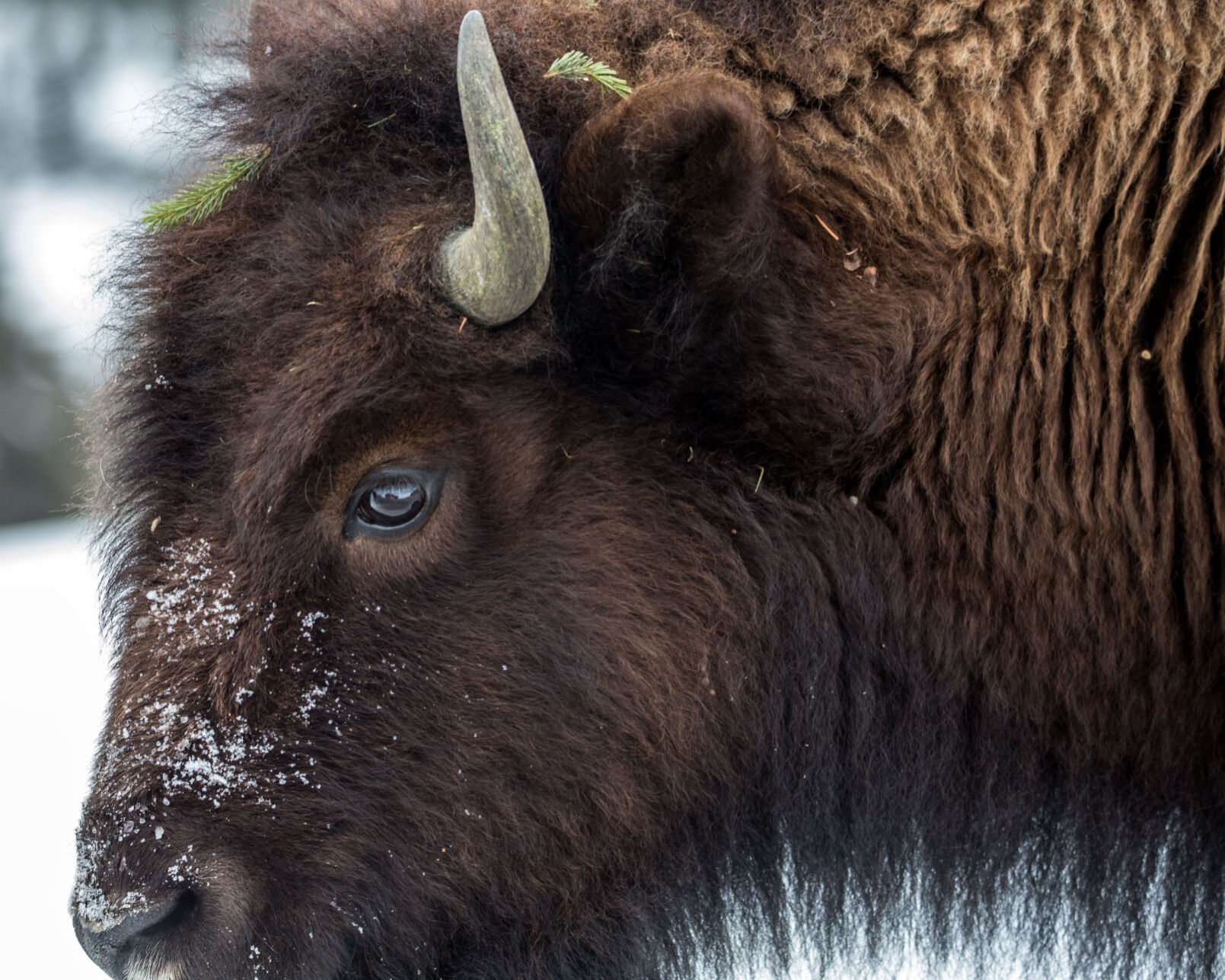 Yellowstone National Park